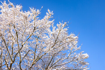 雪が降り積もった木と綺麗な青空