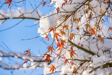 雪が積もった紅葉した葉