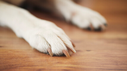 Paws of labrador retriever on wooden floor. Close-up of waiting dog at home. .