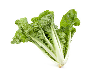 fresh green lettuce salad leaves isolated on white