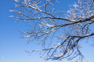 Fototapeta na wymiar 雪が降り積もった木と綺麗な青空
