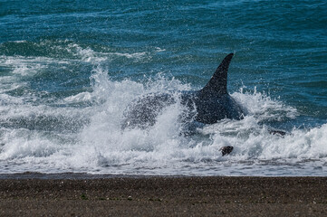 Fototapeta premium Killer whale hunting sea lions,Peninsula Valdes, Patagonia Argentina