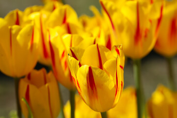 Yellow tulips with beautiful bouquet background, large format