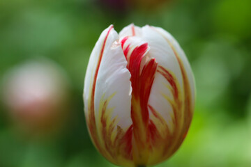 Close-up of white and red tulip blossom isolated on soft-green background