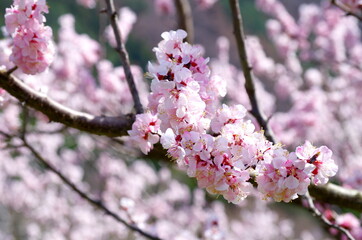 あんずの花