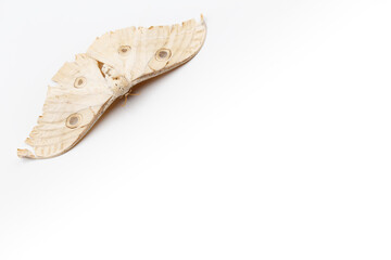 moth injured on wings on white background with copy space