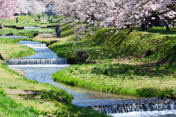 Fototapeta na wymiar 観音寺川の桜並木。猪苗代、福島、日本。4月下旬。