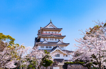 Fototapeta premium 千葉市立郷土博物館 【 千葉 の 桜 の 名所 】