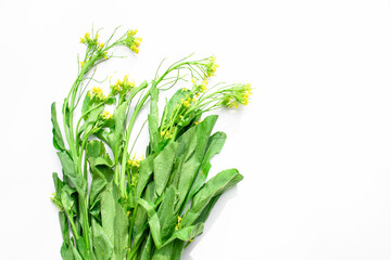 Many Cantonese flowers lie on a white background.