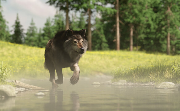 Grey wolf walks in a river in a foggy summer landscape with pine trees and grass. 3D render.