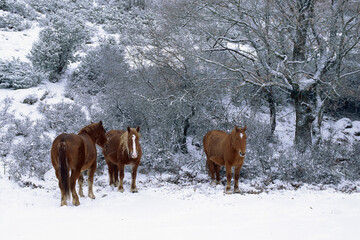 horses in a mountain snowy pasture