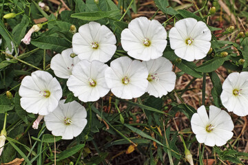 white field bindweed