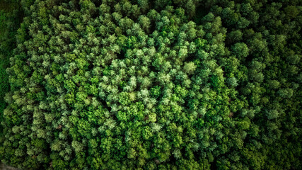 Vue de drone sur une forêt, France