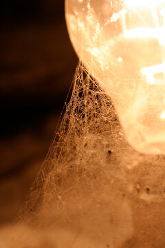 light bulb with spider web