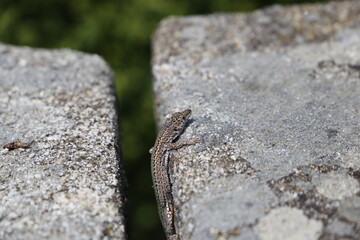 Lagartija