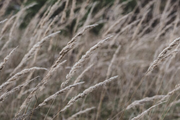 Fototapeta premium Dry autumn grass. Golden dried meadow grass. The natural background, selective focus Abstract natural background