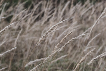 Obraz premium Dry autumn grass. Golden dried meadow grass. The natural background, selective focus Abstract natural background