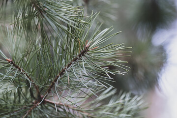 Fir tree branches background. Soft fresh textured green branches of spruce in the forest. Beauty in nature. Natural coniferous background texture. Natural blurred background