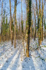 Panorama of evergreen young forests on the mountain Fruska Gora, covered with strength.