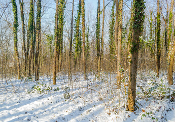 Naklejka premium Panorama of evergreen young forests on the mountain Fruska Gora, covered with strength.