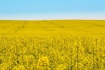 Blossoming beautiful golden yellow rape field scenery