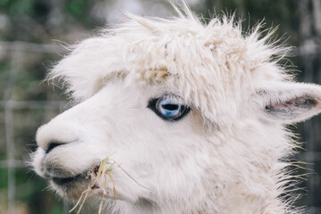 white llama portrait