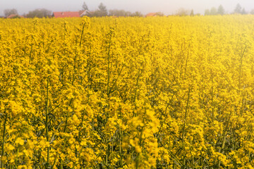 Blossoming beautiful gold yellow rape field scenery
