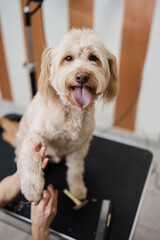 Beautiful adopted mixed blood dog enjoying in professional grooming and hair care. Professional...