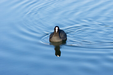 Black and white coot duck swims in the water of a pond