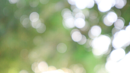 Fototapeta premium Blur background of trees in daytime