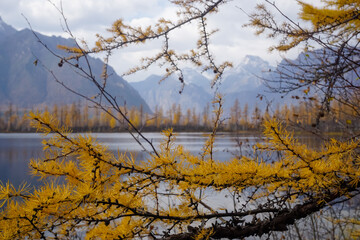 Branches of yellow larch in autumn