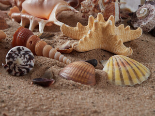 View of the sandy beach. Summer day. Shells in the sand.