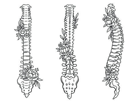 Set of human spine. Collection of various silhouette floral spine. Anatomy. Physical health. Bones.Vector illustration of skeleton isolated on white background.