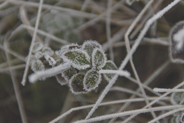 frost on the branches