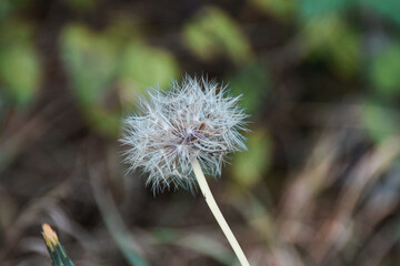 seed head