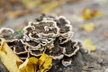 mushrooms on the tree