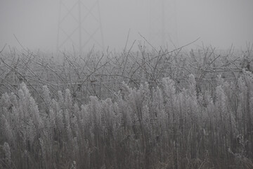 frost on grass