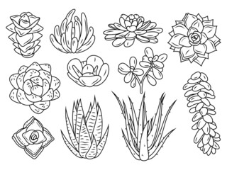 Set of various cactus. Collection of home succulents flower. Gardening plants. Floral exotic decor. Vector illustration on white background.