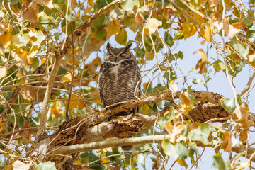 Great horned owl in autumn tree top