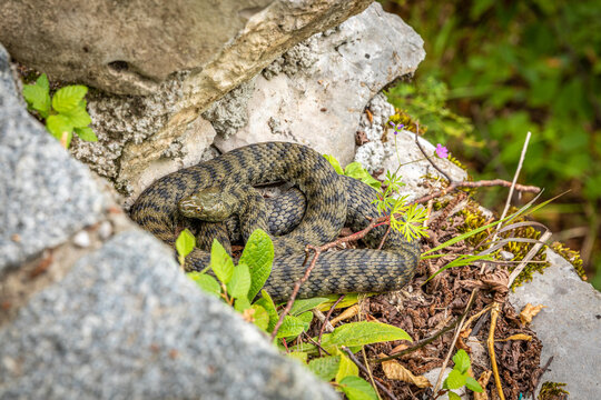 Dice snake (Natrix tessellata) on a stone, Plitvice Lakes National Park, Croatia.