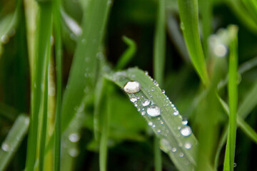 dew on grass