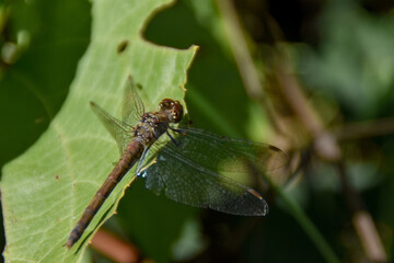 dragonfly on a leaf
