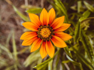 Gros plan sur une fleur de La Réunion