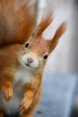 Zelfklevend Fotobehang red squirrel is looking intonthe camera © Lydia