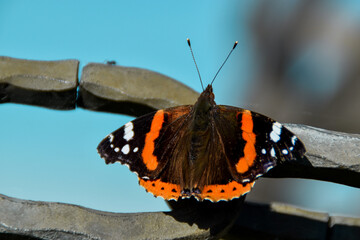 butterfly on a tree