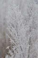 snow covered branches