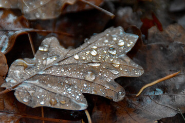 leaf on the snow