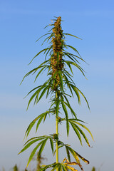 Close up of a hemp plant with its finger shaped leaves growing outdoors in a field against a blue sky