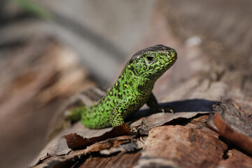 Sand lizard Lacerta agilis