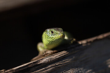 Sand lizard